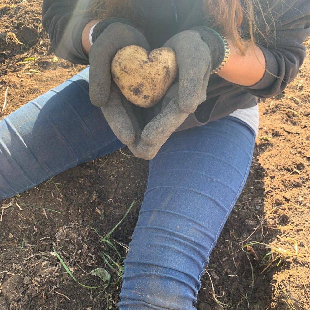 potato